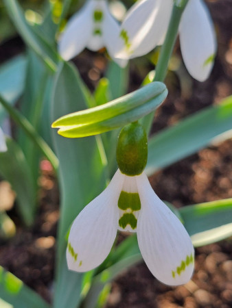 Galanthus elwesii ´SNOW FOX´